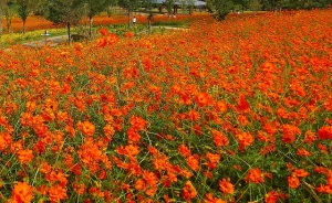 国営讃岐まんのう公園「秋！色どりフェスタ」