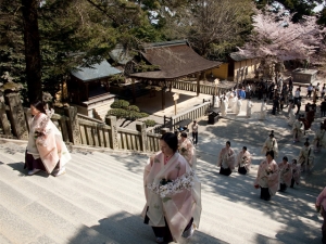 香川の桜の名所「金刀比羅宮　桜馬場」