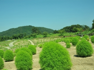 【国営讃岐まんのう公園】ふわふわ もこもこ　約4000本のコキアが見頃です