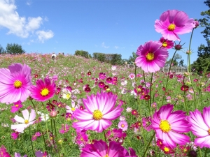 秋にしか見れない！香川で秋を感じる美しいお花畑♪「国営讃岐まんのう公園」