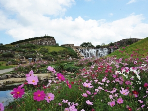 秋にしか見れない！香川で秋を感じる美しいお花畑♪「国営讃岐まんのう公園」