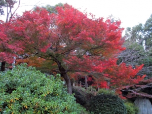 金刀比羅宮の紅葉