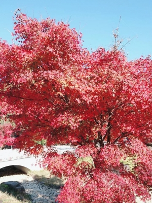 香川用水記念公園の紅葉