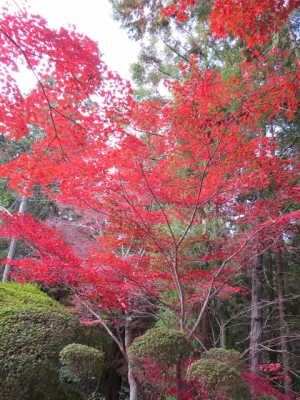 金刀比羅宮　裏参道の紅葉が見頃♪