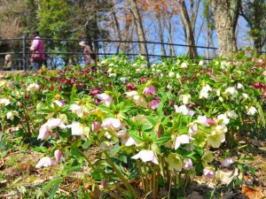 【国営讃岐まんのう公園】早春の花々が楽しめます　「早春フェスタ」