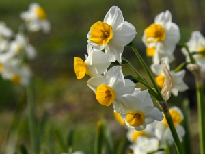 「善通寺五岳の里　市民集いの丘公園」で春のお花便り　　※2月29日空室あります