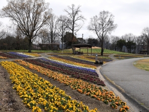 まんのう公園で春の便り