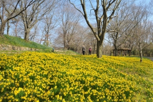 【国営讃岐まんのう公園】3/19～5/8 春らんまんフェスタ開催！春のフラワーリレー満喫