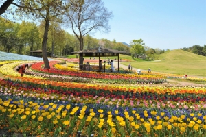 【国営讃岐まんのう公園】3/19～5/8 春らんまんフェスタ開催！春のフラワーリレー満喫