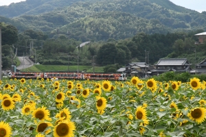 【ひまわりの里まんのう町】2つのひまわり畑のひまわりが見頃♪