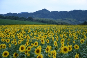 まんのう町　中山ひまわり団地～夏に行きたいヒマワリ畑ランキング　全国3位