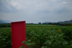 まんのう町　中山ひまわり団地～夏に行きたいヒマワリ畑ランキング　全国3位