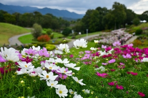 【国営讃岐まんのう公園】秋の深まり満喫！コキアの紅葉が見頃♪