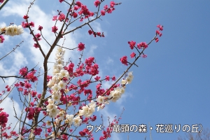 【国営讃岐まんのう公園】早春フェスタ開催中！