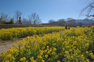 【国営讃岐まんのう公園】早春の花々が見頃♪