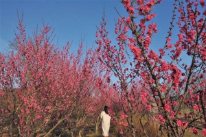 【国営讃岐まんのう公園】早春の花々が見頃♪