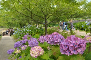 【香川の初夏旅おすすめスポット】国営讃岐まんのう公園★あじさいまつり　40品種2万本のアジサイを堪能♪