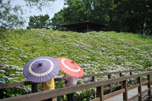 【香川の初夏旅おすすめスポット】国営讃岐まんのう公園★あじさいまつり　40品種2万本のアジサイを堪能♪