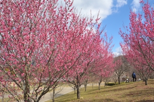 【国営讃岐まんのう公園】早春の花々が咲き始めています。　※2月3日空室あります