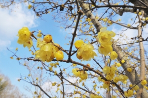 【国営讃岐まんのう公園】早春の花々が咲き始めています。　※2月3日空室あります