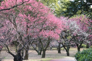 【香川県・梅の名所】特別名勝　栗林公園