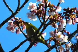 【丸亀市・福成寺】一足早い春を感じさせてくれる寒桜とメジロ♪