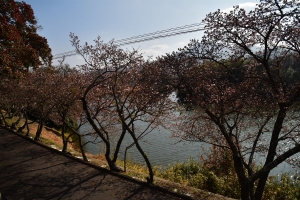 【丸亀市・福成寺】一足早い春を感じさせてくれる寒桜とメジロ♪