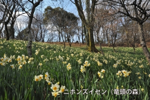 早春フェスタ：国営讃岐まんのう公園で春の訪れを感じよう！