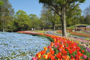 春を彩る花々のフェスタ！国営讃岐まんのう公園で春らんまんフェスタ2024　3/16より開催！