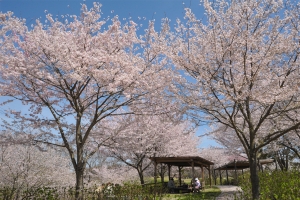 春を彩る花々のフェスタ！国営讃岐まんのう公園で春らんまんフェスタ2024　3/16より開催！