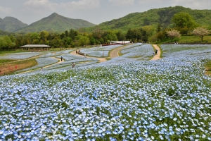 【国営讃岐まんのう公園】チューリップやネモフィラ見頃♪5/12まで「春らんまんフェスタ」開催中！