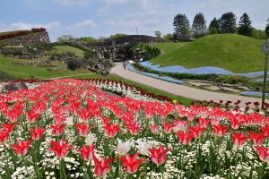 【国営讃岐まんのう公園】チューリップやネモフィラ見頃♪5/12まで「春らんまんフェスタ」開催中！