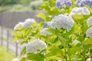 【国営讃岐まんのう公園】6/1～「あじさいまつり」★40品種2万本のアジサイ満喫♪