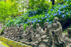 【雲辺寺】約3万株のアジサイ満喫！