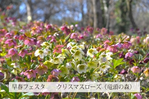 【国営讃岐まんのう公園】3月2日まで早春フェスタ開催中！　