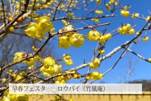 【国営讃岐まんのう公園】3月2日まで早春フェスタ開催中！　