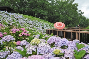 【国営讃岐まんのう公園】6月7日～「あじさいまつり」開催