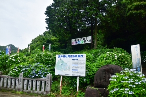 【初夏の風物詩】あじさいに包まれる神社「粟井神社」へお出かけしませんか？