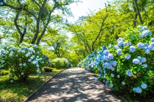 瀬戸内海を望む絶景あじさいスポットへ —紫雲出山 あじさいが見頃です—