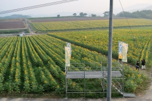 まんのう町の夏の風物詩！帆山・中山ひまわり団地が見頃を迎えました♪