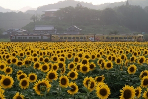 まんのう町の夏の風物詩！帆山・中山ひまわり団地が見頃を迎えました♪