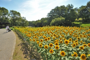 🌻自然の絶景に癒される夏旅へ♪「サマーフェスタ」開催中🌿