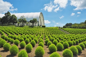 🌻自然の絶景に癒される夏旅へ♪「サマーフェスタ」開催中🌿