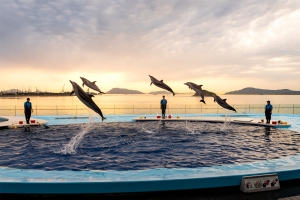 【四国水族館】🌌夜の水族館で過ごす、特別な夏のひととき
