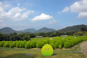 【夏の絶景】国営讃岐まんのう公園「夏のコキア」見頃！✨