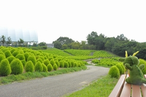 【夏の絶景】国営讃岐まんのう公園「夏のコキア」見頃！✨