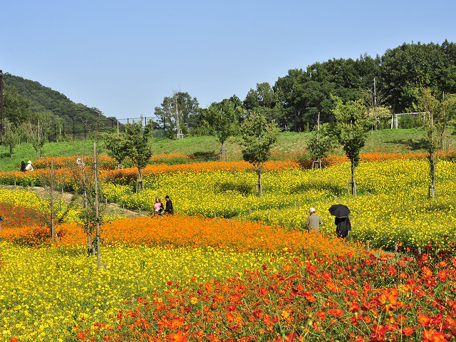 国営讃岐まんのう公園で秋を告げるコスモスフェスタ