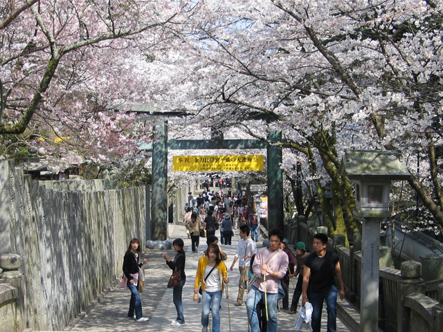 「金刀比羅宮」は桜の名所