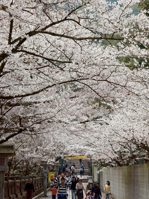 香川桜の名所【金刀比羅宮】桜馬場に桜のトンネルができます。