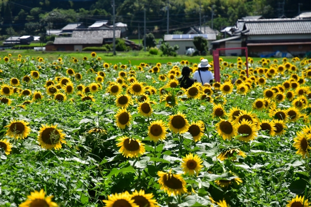 【まんのう町】帆山ひまわり団地～向日葵20万本が見頃♪